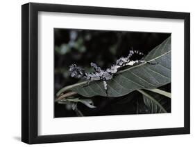 Extatosoma Tiaratum (Giant Prickly Stick Insect) - Particular Form-Paul Starosta-Framed Photographic Print