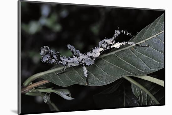 Extatosoma Tiaratum (Giant Prickly Stick Insect) - Particular Form-Paul Starosta-Mounted Photographic Print