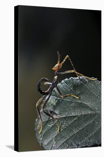 Extatosoma Tiaratum (Giant Prickly Stick Insect) - Very Young Larva-Paul Starosta-Stretched Canvas