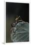 Extatosoma Tiaratum (Giant Prickly Stick Insect) - Very Young Larva-Paul Starosta-Framed Premium Photographic Print