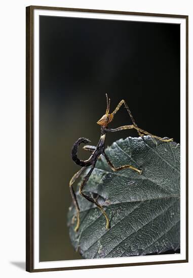 Extatosoma Tiaratum (Giant Prickly Stick Insect) - Very Young Larva-Paul Starosta-Framed Premium Photographic Print