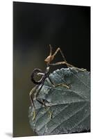 Extatosoma Tiaratum (Giant Prickly Stick Insect) - Very Young Larva-Paul Starosta-Mounted Premium Photographic Print