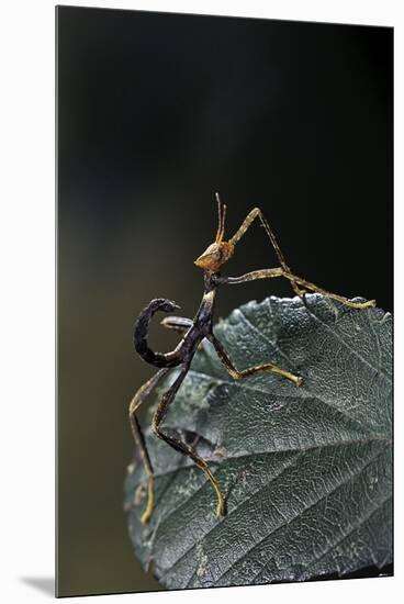 Extatosoma Tiaratum (Giant Prickly Stick Insect) - Very Young Larva-Paul Starosta-Mounted Premium Photographic Print