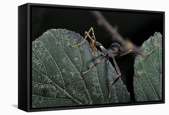 Extatosoma Tiaratum (Giant Prickly Stick Insect) - Very Young Larva-Paul Starosta-Framed Stretched Canvas