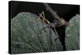 Extatosoma Tiaratum (Giant Prickly Stick Insect) - Very Young Larva-Paul Starosta-Stretched Canvas