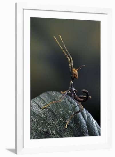 Extatosoma Tiaratum (Giant Prickly Stick Insect) - Very Young Larva-Paul Starosta-Framed Premium Photographic Print