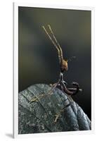 Extatosoma Tiaratum (Giant Prickly Stick Insect) - Very Young Larva-Paul Starosta-Framed Premium Photographic Print