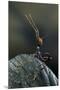 Extatosoma Tiaratum (Giant Prickly Stick Insect) - Very Young Larva-Paul Starosta-Mounted Premium Photographic Print