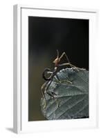 Extatosoma Tiaratum (Giant Prickly Stick Insect) - Very Young Larva-Paul Starosta-Framed Photographic Print