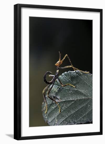 Extatosoma Tiaratum (Giant Prickly Stick Insect) - Very Young Larva-Paul Starosta-Framed Photographic Print