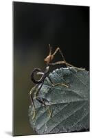 Extatosoma Tiaratum (Giant Prickly Stick Insect) - Very Young Larva-Paul Starosta-Mounted Photographic Print