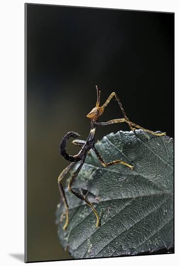 Extatosoma Tiaratum (Giant Prickly Stick Insect) - Very Young Larva-Paul Starosta-Mounted Photographic Print