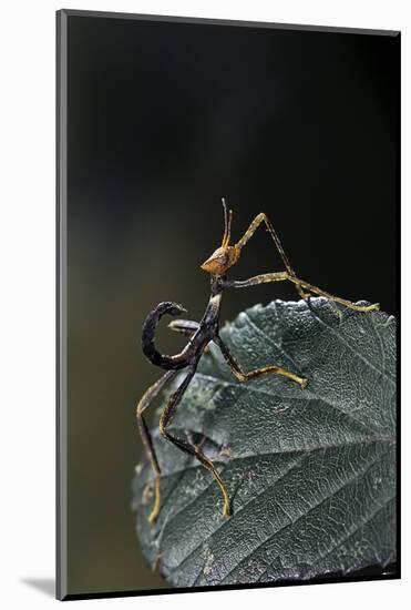 Extatosoma Tiaratum (Giant Prickly Stick Insect) - Very Young Larva-Paul Starosta-Mounted Photographic Print