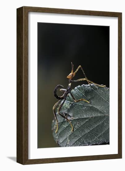 Extatosoma Tiaratum (Giant Prickly Stick Insect) - Very Young Larva-Paul Starosta-Framed Photographic Print