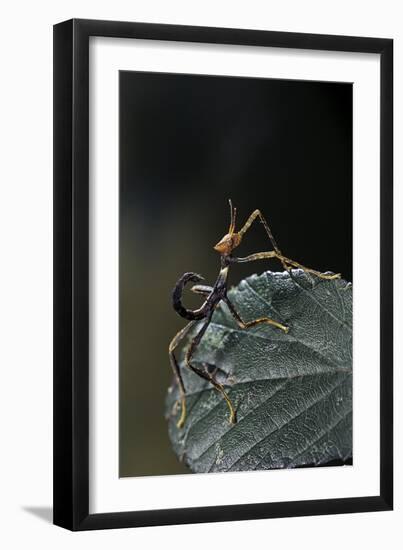 Extatosoma Tiaratum (Giant Prickly Stick Insect) - Very Young Larva-Paul Starosta-Framed Photographic Print