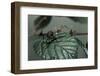 Extatosoma Tiaratum (Giant Prickly Stick Insect) - Very Young Larva-Paul Starosta-Framed Photographic Print