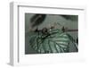 Extatosoma Tiaratum (Giant Prickly Stick Insect) - Very Young Larva-Paul Starosta-Framed Photographic Print