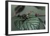 Extatosoma Tiaratum (Giant Prickly Stick Insect) - Very Young Larva-Paul Starosta-Framed Photographic Print