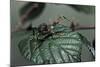 Extatosoma Tiaratum (Giant Prickly Stick Insect) - Very Young Larva-Paul Starosta-Mounted Photographic Print