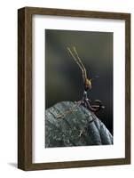 Extatosoma Tiaratum (Giant Prickly Stick Insect) - Very Young Larva-Paul Starosta-Framed Photographic Print