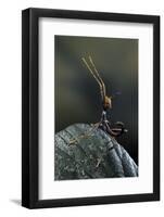 Extatosoma Tiaratum (Giant Prickly Stick Insect) - Very Young Larva-Paul Starosta-Framed Photographic Print