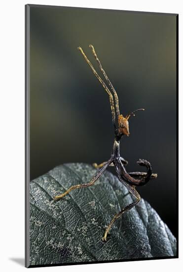 Extatosoma Tiaratum (Giant Prickly Stick Insect) - Very Young Larva-Paul Starosta-Mounted Photographic Print