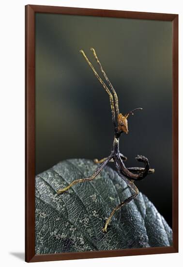 Extatosoma Tiaratum (Giant Prickly Stick Insect) - Very Young Larva-Paul Starosta-Framed Photographic Print