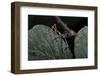 Extatosoma Tiaratum (Giant Prickly Stick Insect) - Very Young Larva-Paul Starosta-Framed Photographic Print