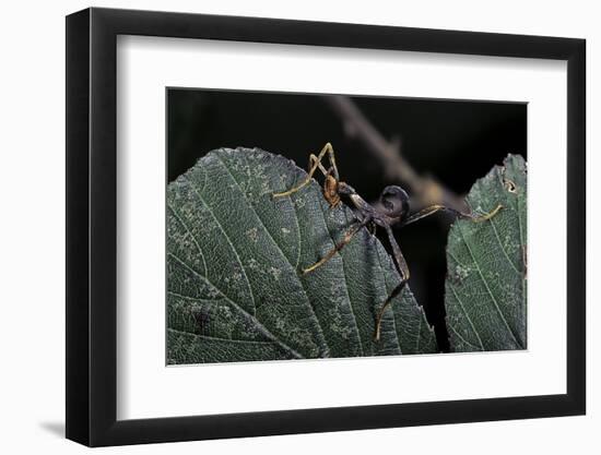 Extatosoma Tiaratum (Giant Prickly Stick Insect) - Very Young Larva-Paul Starosta-Framed Photographic Print