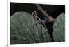 Extatosoma Tiaratum (Giant Prickly Stick Insect) - Very Young Larva-Paul Starosta-Framed Photographic Print