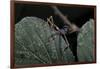 Extatosoma Tiaratum (Giant Prickly Stick Insect) - Very Young Larva-Paul Starosta-Framed Photographic Print