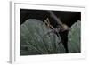 Extatosoma Tiaratum (Giant Prickly Stick Insect) - Very Young Larva-Paul Starosta-Framed Photographic Print