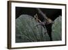 Extatosoma Tiaratum (Giant Prickly Stick Insect) - Very Young Larva-Paul Starosta-Framed Photographic Print