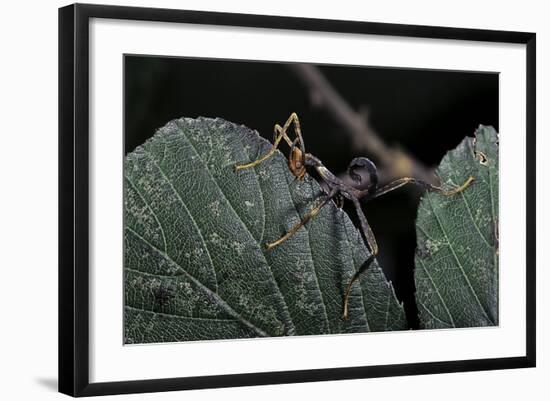 Extatosoma Tiaratum (Giant Prickly Stick Insect) - Very Young Larva-Paul Starosta-Framed Photographic Print