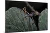 Extatosoma Tiaratum (Giant Prickly Stick Insect) - Very Young Larva-Paul Starosta-Mounted Photographic Print