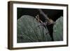 Extatosoma Tiaratum (Giant Prickly Stick Insect) - Very Young Larva-Paul Starosta-Framed Photographic Print