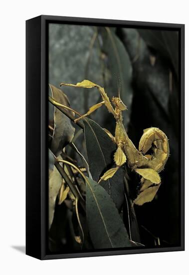 Extatosoma Tiaratum (Giant Prickly Stick Insect)-Paul Starosta-Framed Stretched Canvas