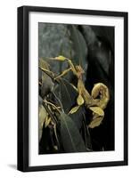 Extatosoma Tiaratum (Giant Prickly Stick Insect)-Paul Starosta-Framed Premium Photographic Print