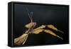 Extatosoma Tiaratum (Giant Prickly Stick Insect)-Paul Starosta-Framed Stretched Canvas