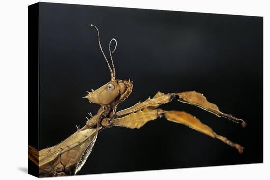 Extatosoma Tiaratum (Giant Prickly Stick Insect)-Paul Starosta-Stretched Canvas