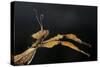 Extatosoma Tiaratum (Giant Prickly Stick Insect)-Paul Starosta-Stretched Canvas