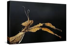 Extatosoma Tiaratum (Giant Prickly Stick Insect)-Paul Starosta-Stretched Canvas