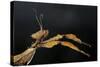 Extatosoma Tiaratum (Giant Prickly Stick Insect)-Paul Starosta-Stretched Canvas