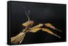 Extatosoma Tiaratum (Giant Prickly Stick Insect)-Paul Starosta-Framed Stretched Canvas