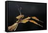 Extatosoma Tiaratum (Giant Prickly Stick Insect)-Paul Starosta-Framed Stretched Canvas