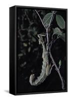 Extatosoma Tiaratum (Giant Prickly Stick Insect)-Paul Starosta-Framed Stretched Canvas