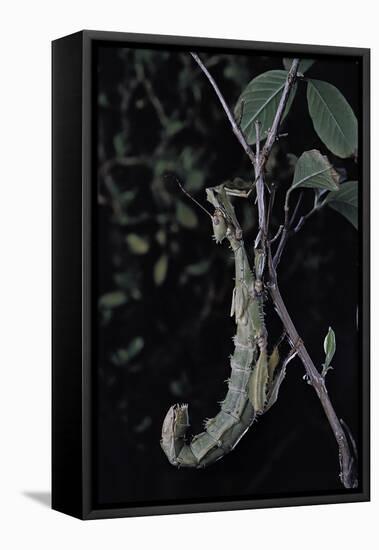 Extatosoma Tiaratum (Giant Prickly Stick Insect)-Paul Starosta-Framed Stretched Canvas