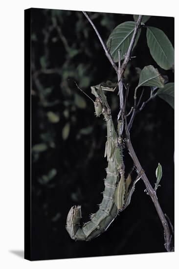 Extatosoma Tiaratum (Giant Prickly Stick Insect)-Paul Starosta-Stretched Canvas