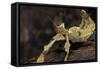 Extatosoma Tiaratum (Giant Prickly Stick Insect)-Paul Starosta-Framed Stretched Canvas