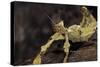 Extatosoma Tiaratum (Giant Prickly Stick Insect)-Paul Starosta-Stretched Canvas